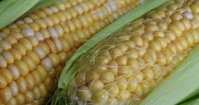 Milho verde (Sweetcorn)