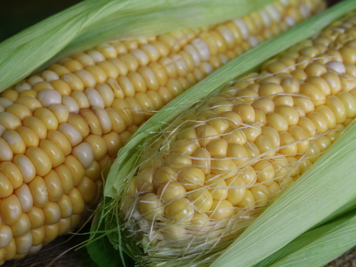 Milho verde (Sweetcorn)