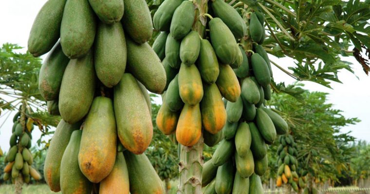 Mamão (Papaya)