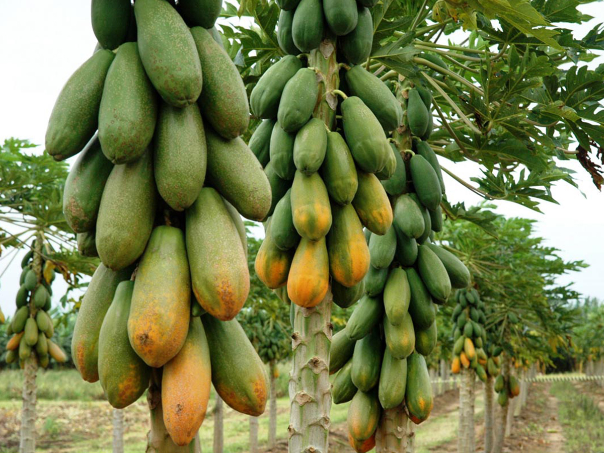 Mamão (Papaya)