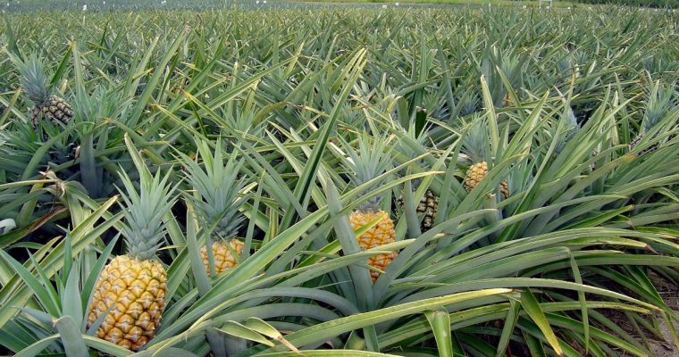 Abacaxi (pineapple)