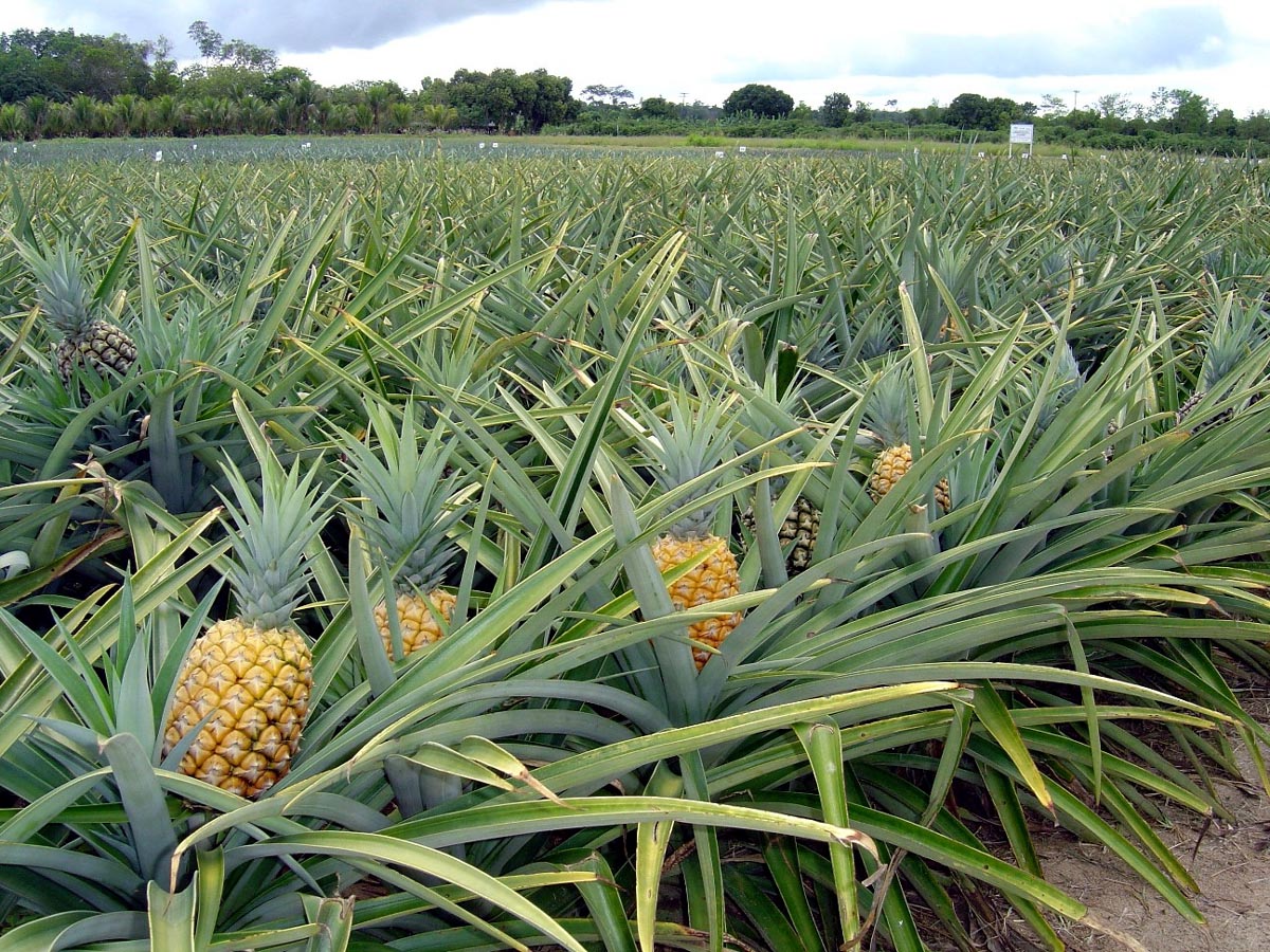 Abacaxi (pineapple)