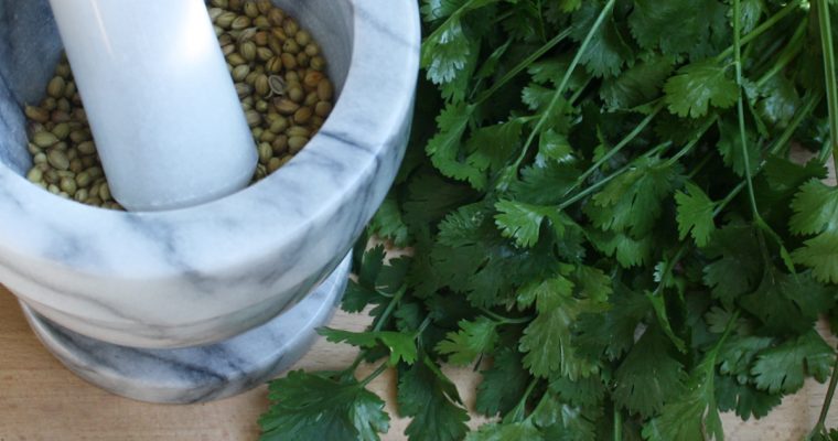 Coentro (Coriander)