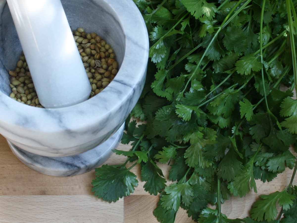 Coentro (Coriander)