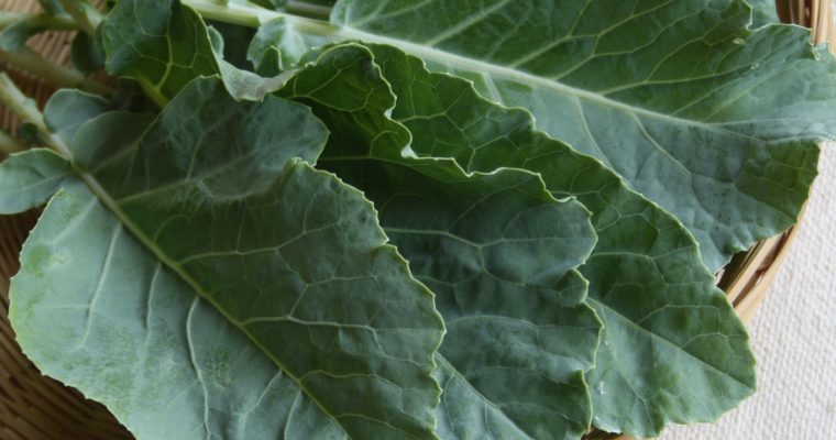 Couve-manteiga (black Cabbage)