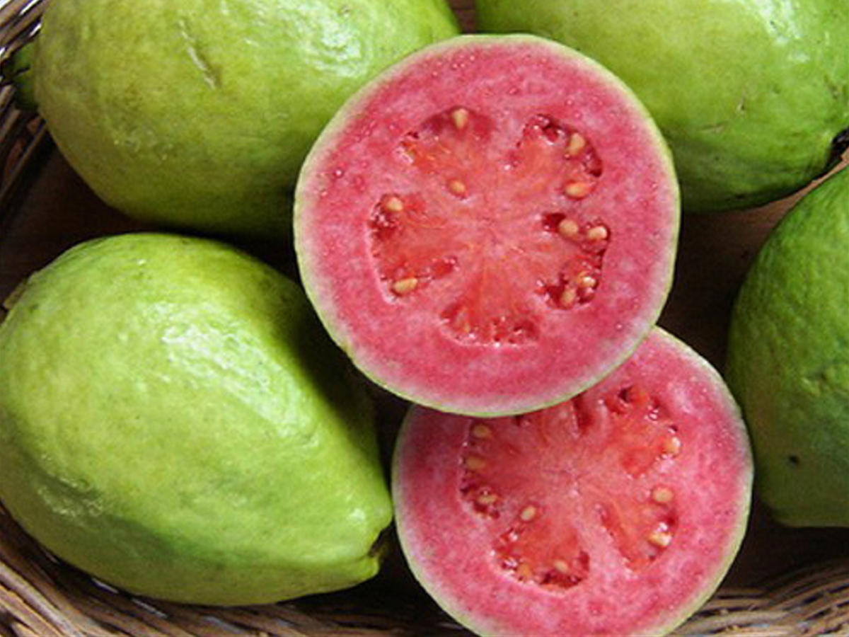 Goiaba (Guava)