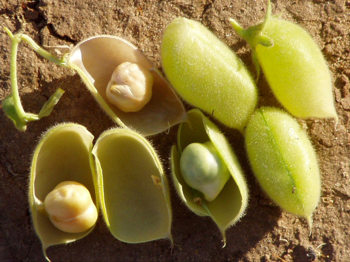 Grão-de-bico (Chickpea)