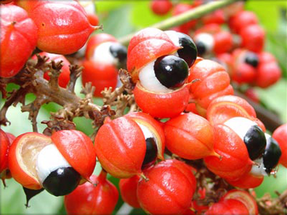 Guaraná (Guaranà)