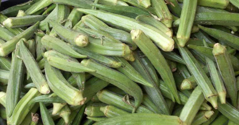 Quiabo (Okra)