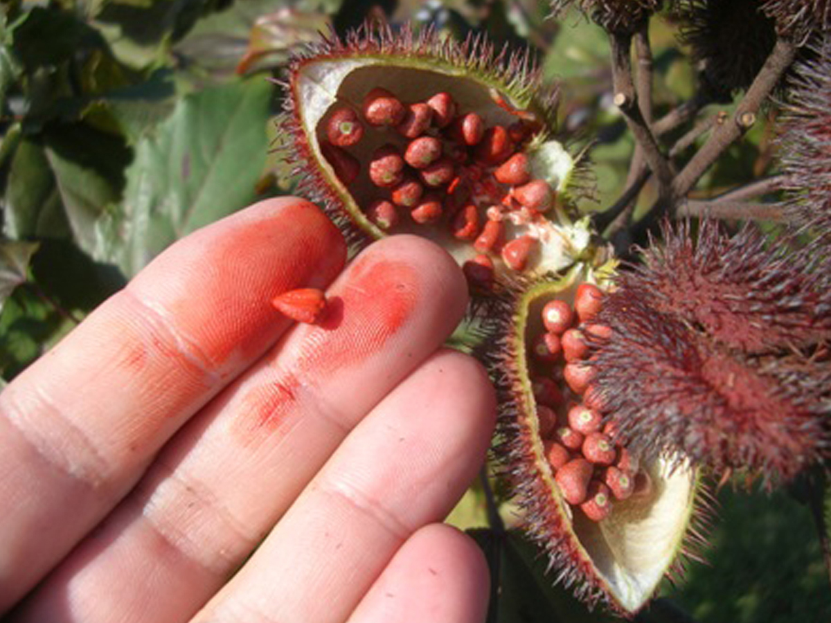 Urucum (Annatto)